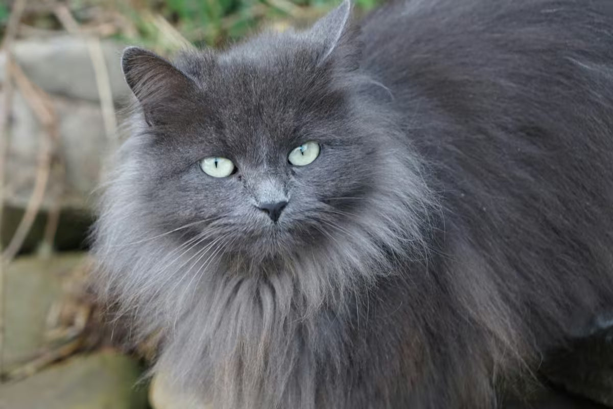 Gatos